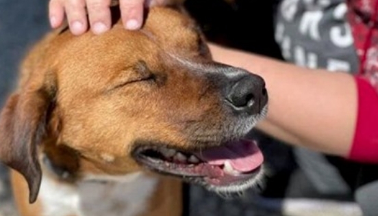 Ein Hund, der 419 Tage im Tierheim verbracht hat, wurde adoptiert und nach 1 Tag zurückgebracht